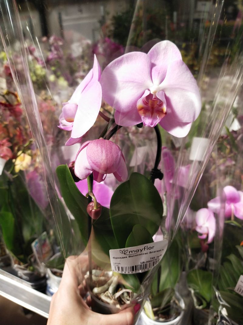 Орхидея Купить В Интернет Магазине Распродажа Отцвевшая